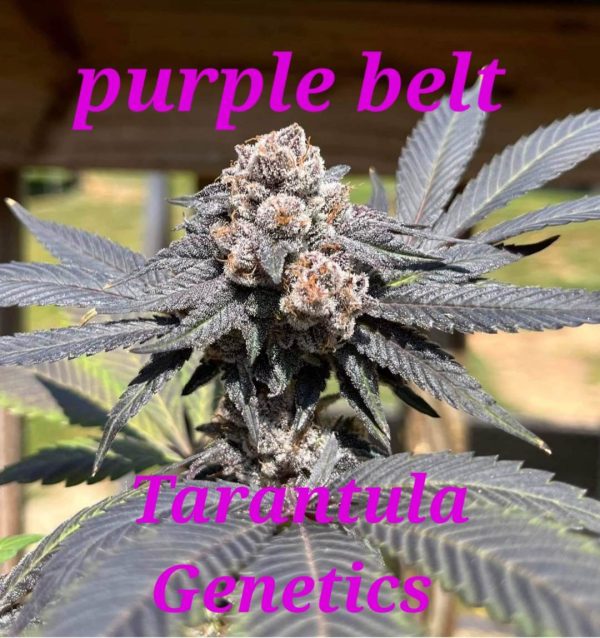 purple belt flower